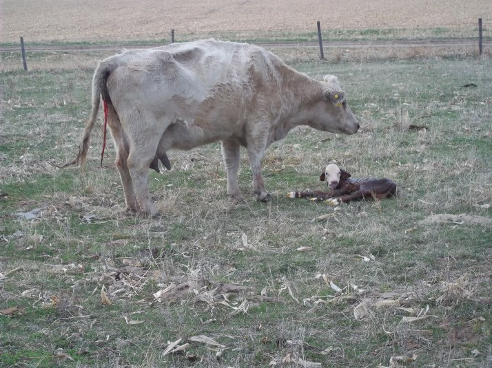 The baby calf.