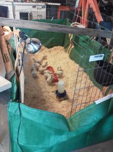 Summer 2013 phone 157