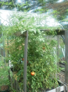 Summer 2013 phone2 002