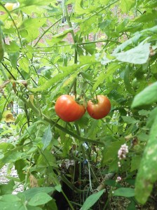 Summer 2013 phone2 003