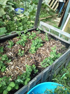 Phone September 2014 630